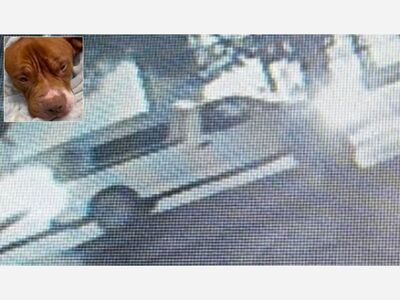 Dog left near dumpster dies