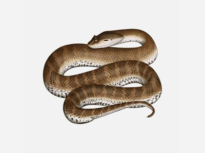 Snake Alert-Use Caution